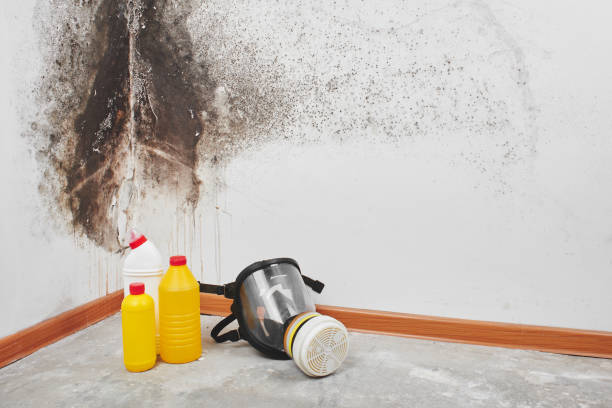 Best Certified Mold Removal  in Cotter, AR