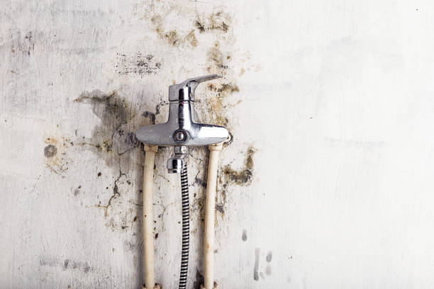Best Mold Removal Near Me  in Cotter, AR