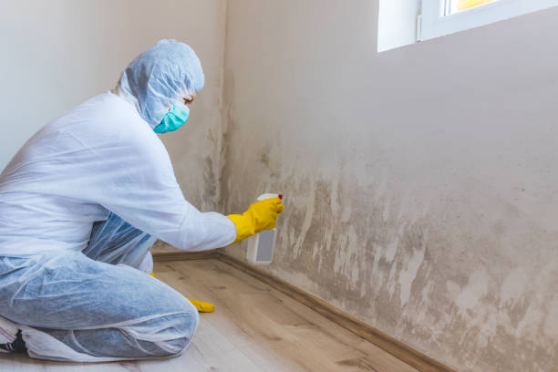 Best Mold Removal Process  in Cotter, AR