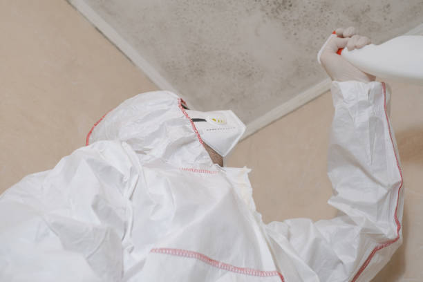 Mold Removal Process in Cotter, AR