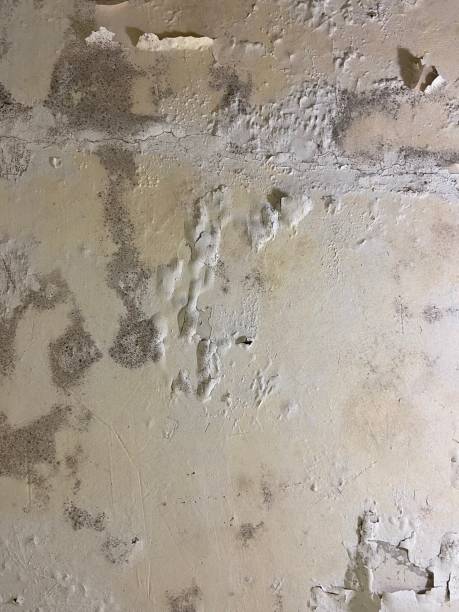 Best Commercial Mold Removal  in Cotter, AR