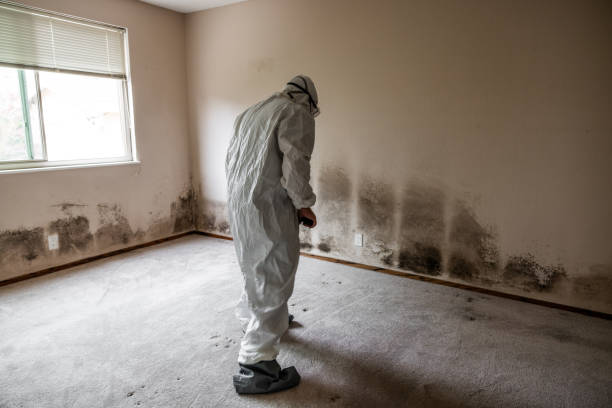 Best Attic Mold Removal  in Cotter, AR
