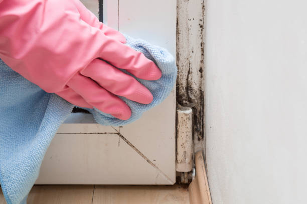 Best Office Mold Removal Services  in Cotter, AR